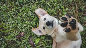 chien dans un jardin