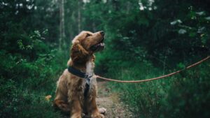 chien en forêt