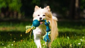 chien en promenade