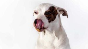 chien qui mange sur fond blanc