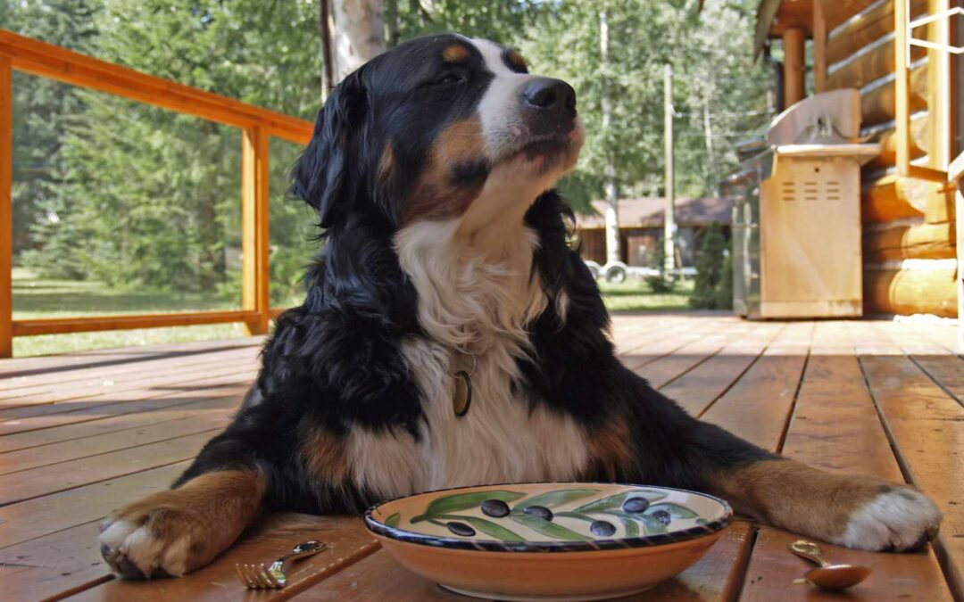 Régimes alimentaires pour chiens allergiques.