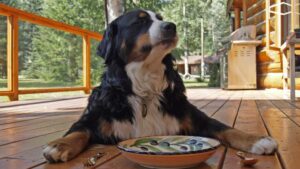 chien devant son assiette