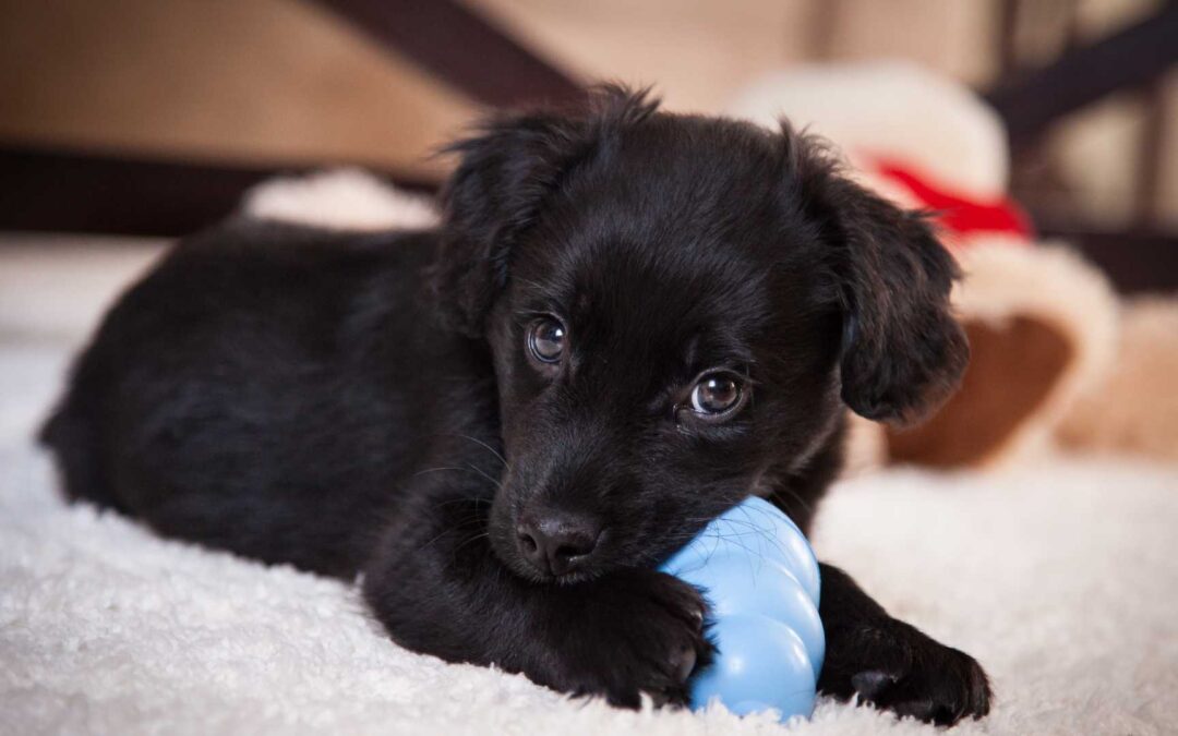 Les meilleurs accessoires pour chiots.