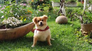 chiot