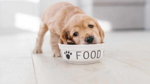 chiot qui mange