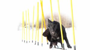 exercice chien