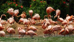 flamant rose
