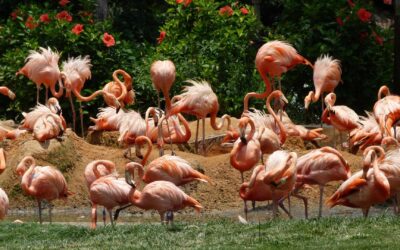 La réintroduction d’espèces dans la nature.