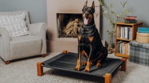 grand chien