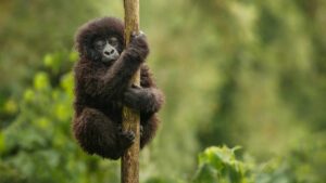 habitat naturel animaux sauvage