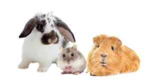 animaux d'appartement