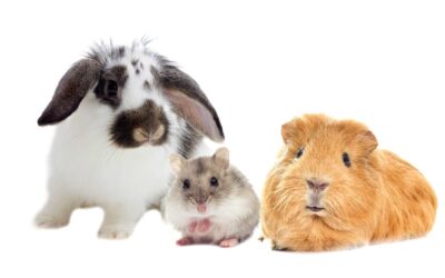 Comment choisir un animal de compagnie pour un appartement ?