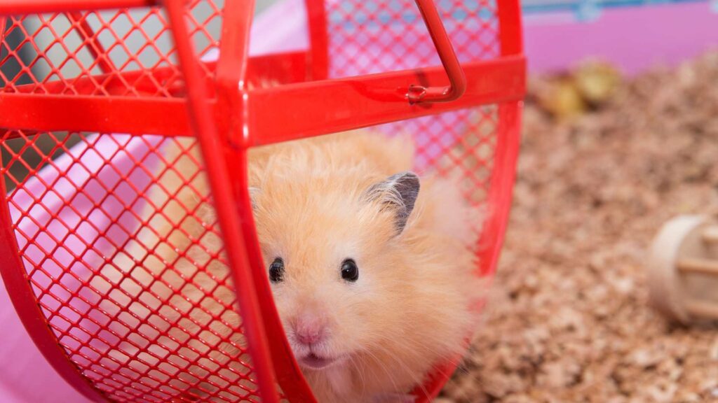hamster dans une roue