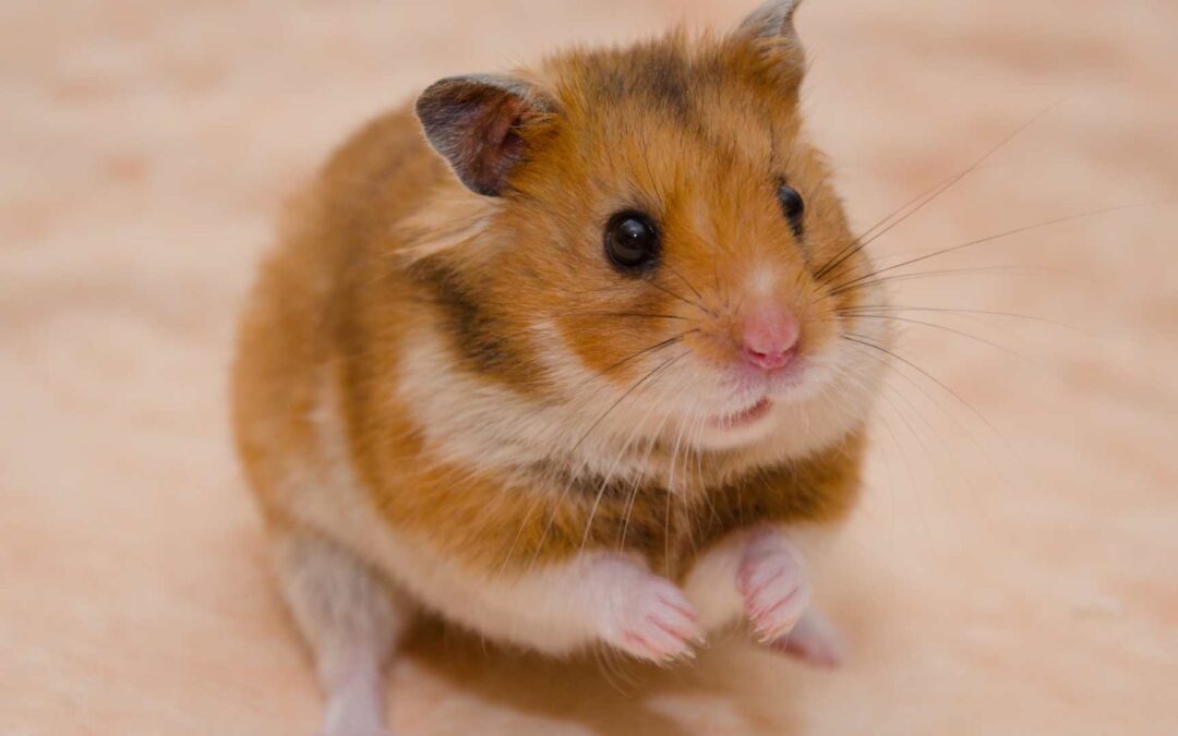 Soins de base pour un hamster.