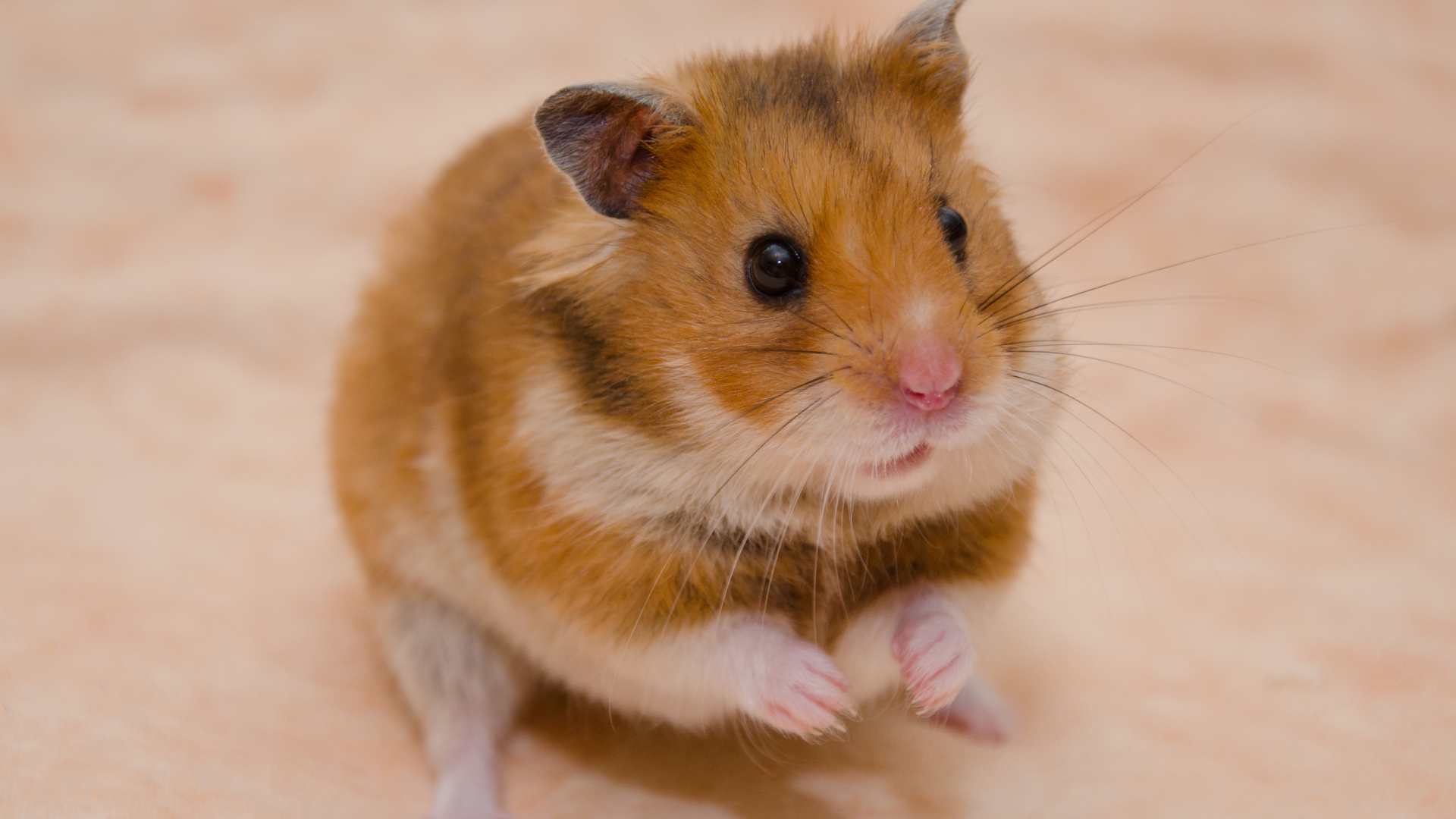 hamster