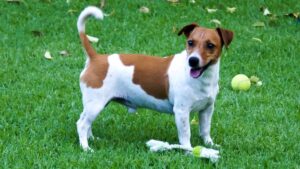 Jack Russel
