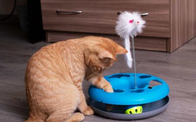 L’importance des jeux dans le développement des chatons.