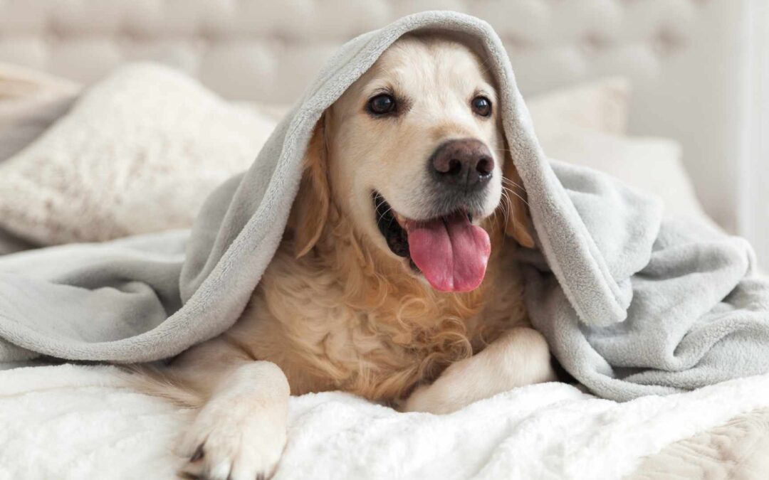Reconnaître et traiter l’anxiété chez les animaux domestiques.