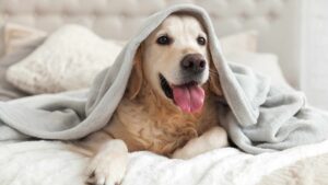 chien dans un lit