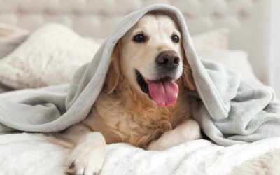 Reconnaître et traiter l’anxiété chez les animaux domestiques.