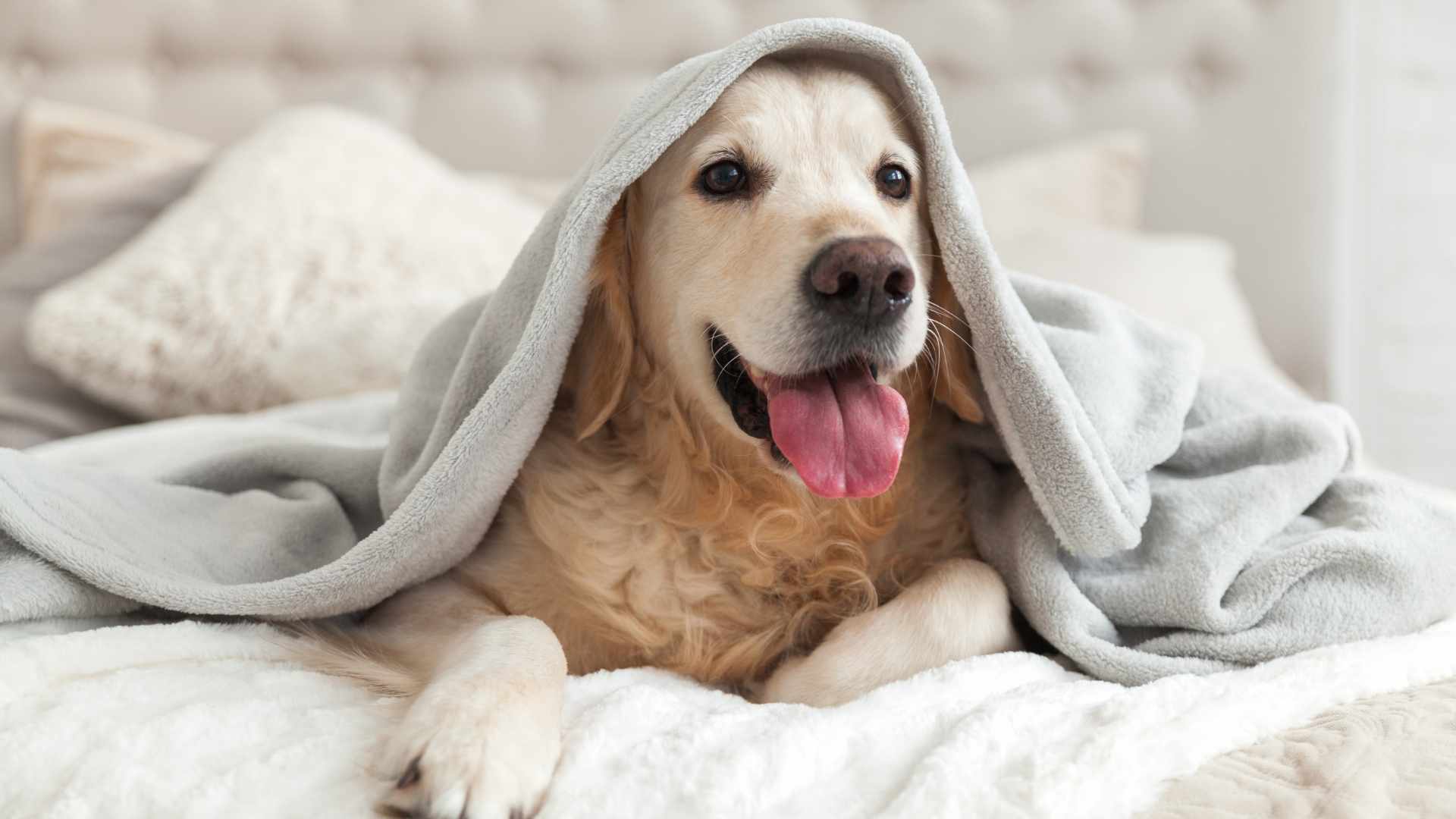 chien dans un lit