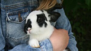 lapin nain