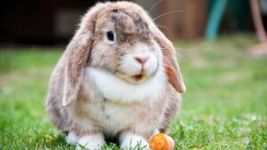lapin qui mange une carotte