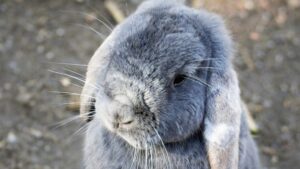 lapin gris