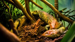 lezard