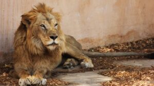 lion dans un zoo