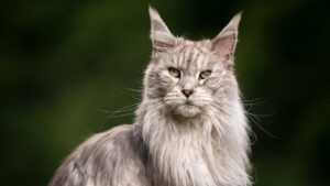maine coon chat