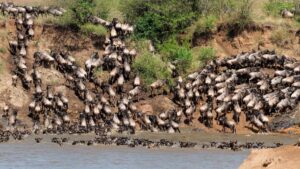 migration animaux sauvage