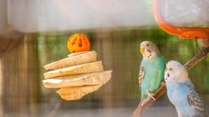 oiseau domestique