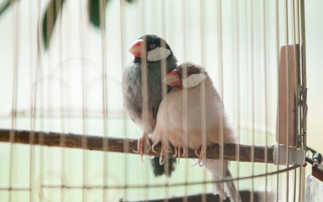 Préparer sa maison pour l’arrivée d’un oiseau de compagnie.