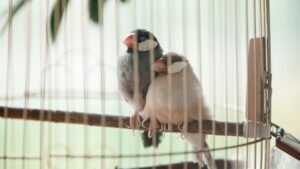 oiseau de compagnie
