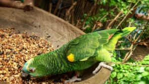 oiseau