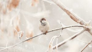 oiseau en hiver