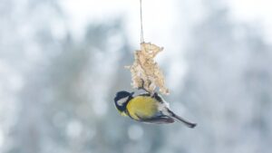oiseau en hiver