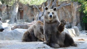 ours brun