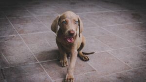 chiot