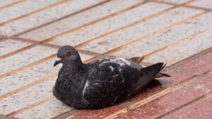 pigeon