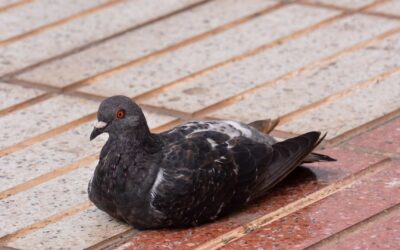Comment les animaux sauvages s’adaptent aux villes ?