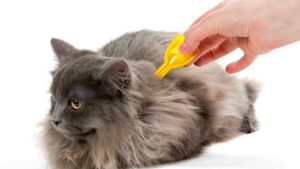 chat avec des puces