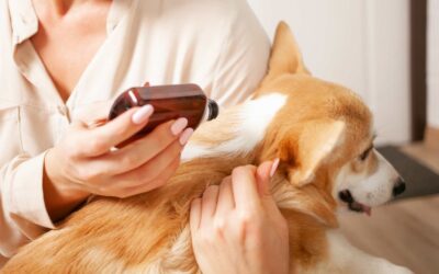 Prévenir les parasites chez les animaux domestiques.