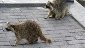 ratons laveur en ville