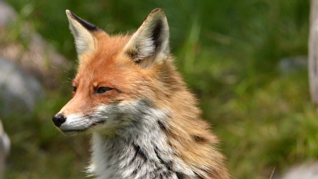 renard 