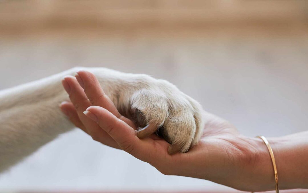 Premiers secours pour animaux de compagnie.