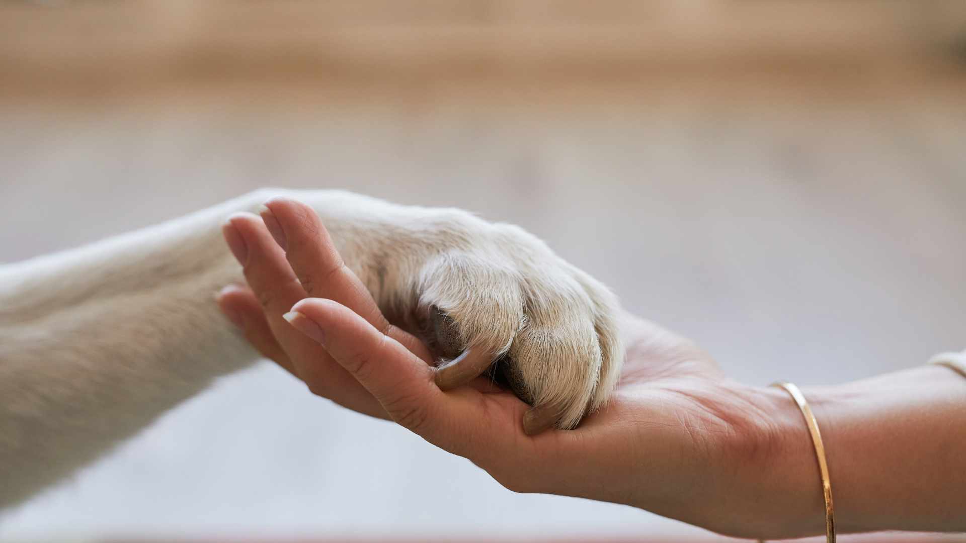 pâte de chien avec humain