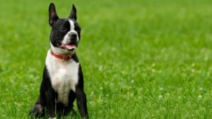 chien dans un jardin