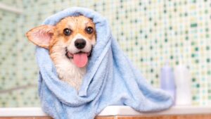 maison toilettage animaux